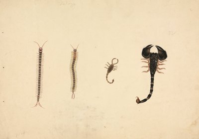 Two Scorpions and Two Centipedes by Unknown artist