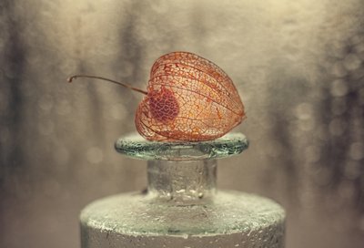 Fragile Skeleton Lantern by Valeriya Tikhonova