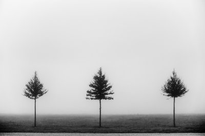Three Foggy Trees by Vanja Tajnsek