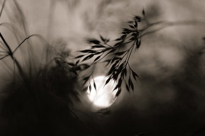 Ethereal Grass Light by Vedrana Domazet