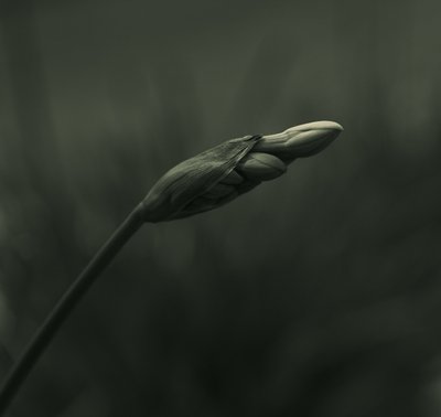 Serene Budding Bloom by Vedrana Domazet