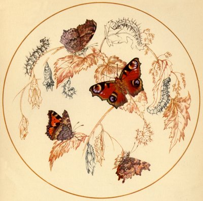 Peacock, Small Tortoiseshell and Comma Butterflies by Vere Temple