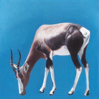 Bontebok Against Blue by Viccy Wanliss