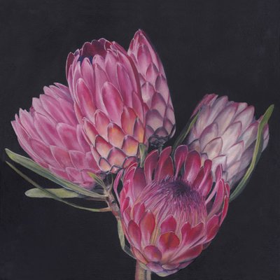 Exotic Pink Proteas by Viccy Wanliss