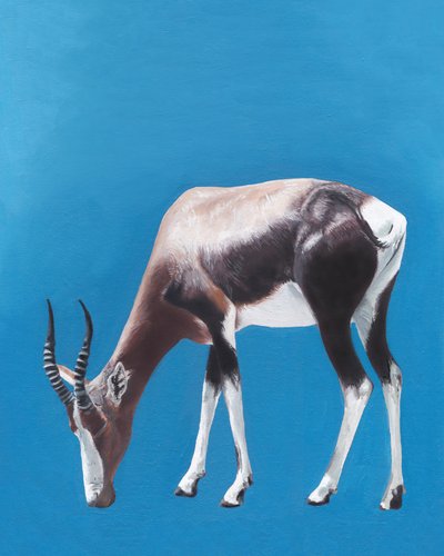 Grazing Bontebok Antelope by Viccy Wanliss