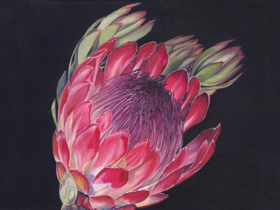 Vibrant King Protea by Viccy Wanliss