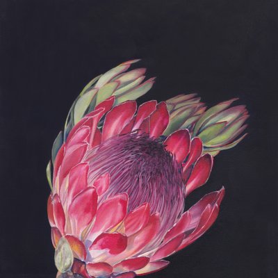 Vibrant Pink Protea by Viccy Wanliss