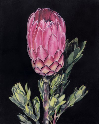 Vibrant Pink Protea by Viccy Wanliss
