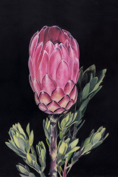 Vibrant Pink Protea by Viccy Wanliss