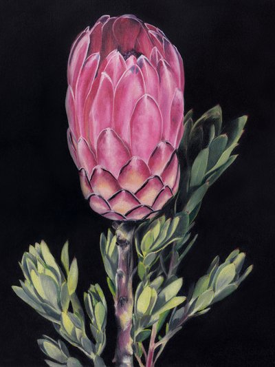 Vibrant Pink Protea by Viccy Wanliss