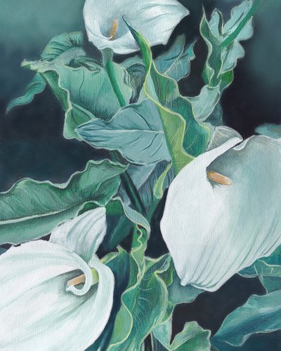 White Calla Lilies by Viccy Wanliss