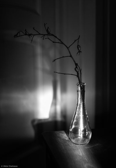 Bare Branch Shadow Play by Viktor Cherkasov