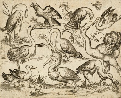 Ostrich on Left Side with Nine Other Birds, Including a Heron and a Pelican, Depicted on a Minimal Ground with Patches of Foliage Around Some of the Birds, from Douce Ornament Prints Album I, after 1557 by Virgilius the elder (after) Solis