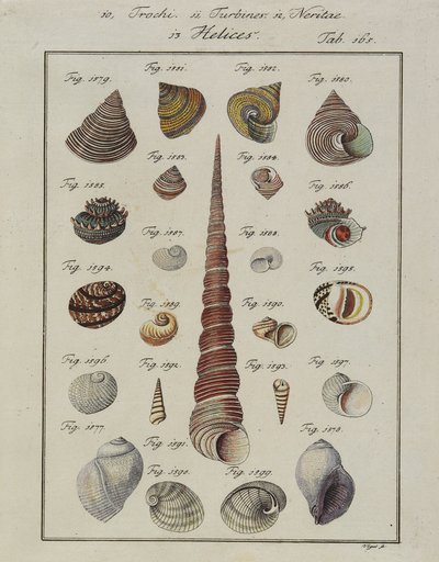 Sea Shells: Trochi, Turbines, Neritae Helices, from Neues Systematisches Conchylien-Cabinet, 1784 by Vogel