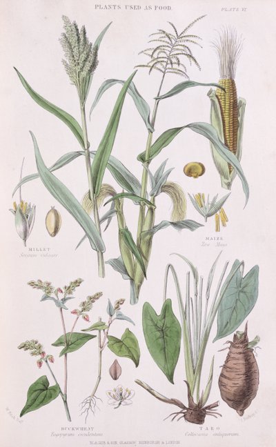 Millet, Maize, Buckwheat and Taro, illustration from A History of the Vegetable Kingdom by William Rhind by W.H. Fitch