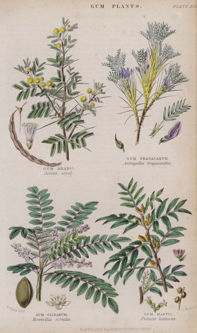 Gum Arabic; Gum Tragacanth; Gum Olibanum; Gum Mastic by W. Fitch
