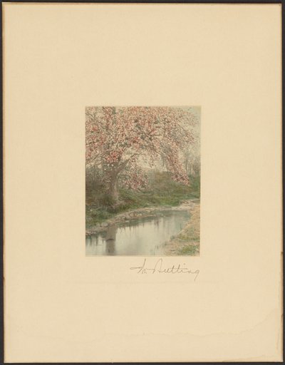 Flowering Tree by Wallace Nutting