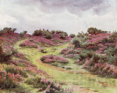 The New Forest: Bell Heather on Setley Plain by Walter Frederick Roofe Tyndale