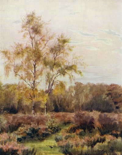The New Forest: Rushpole Common, near Lyndhurst Race Course by Walter Frederick Roofe Tyndale