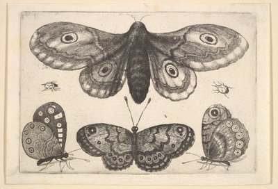 A Moth, Three Butterflies and Two Beetles by Wenceslaus Hollar