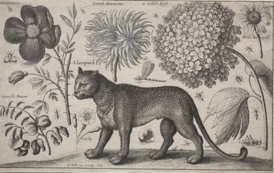 Animals and Plants: Leopard with Plants and Insects, 1662 by Wenceslaus Hollar