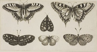 Five Butterflies and a Moth by Wenceslaus Hollar