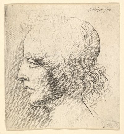 Head of Young Man by Wenceslaus Hollar