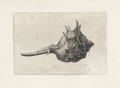 Shell, Murex Brevispina by Wenceslaus Hollar