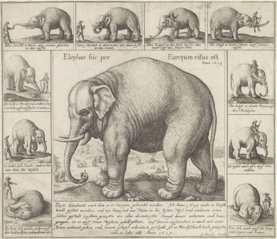 Tame Elephant by Wenceslaus Hollar