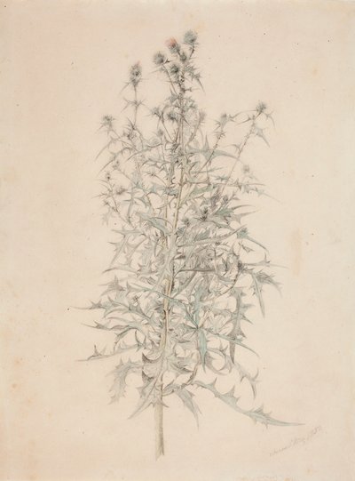 Thistle by Werner Holmberg