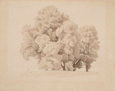 Group of Deciduous Trees by Werner Holmberg