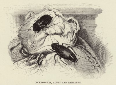 Cockroaches, Adult and Immature by Wilhelm Kuhnert