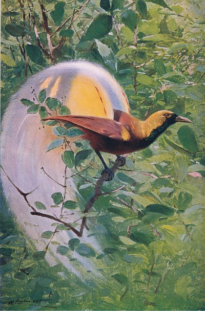 Great Bird of Paradise, illustration from Wildlife of the World, c.1910 by Wilhelm Kuhnert