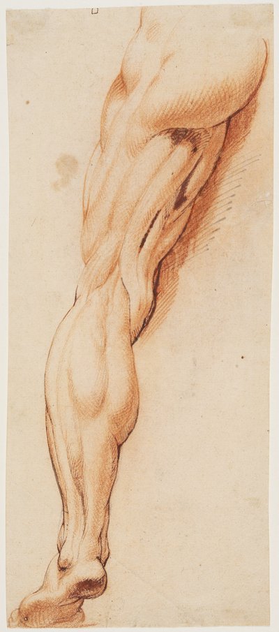 Anatomical Study (écorché). A Man