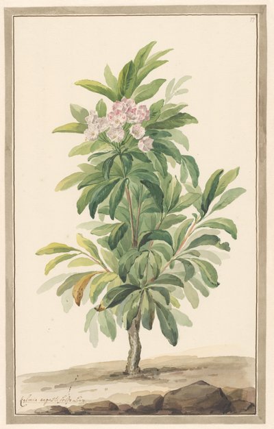 Narrow-leaved Spoon Tree in Landscape (Kalmia Angustifolia) by Willem van Leen (attributed to)