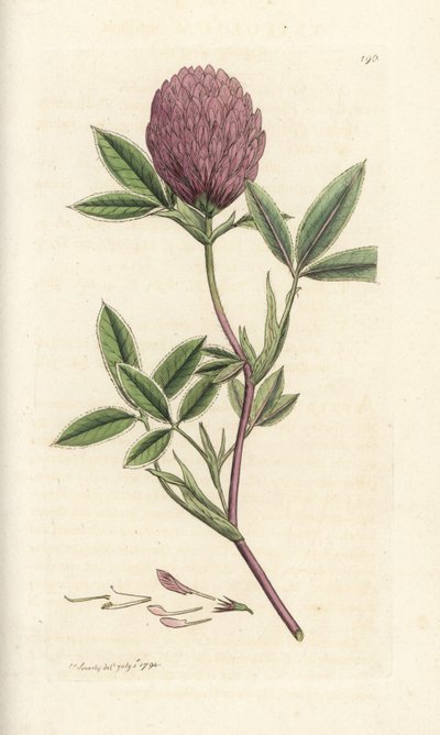 Zigzag Clover or Trefoil, Trifolium Medium. Handcoloured Copperplate Engraving by James Sowerby from James Smith