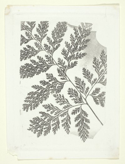 Branch of a Fern by William Henry Fox Talbot