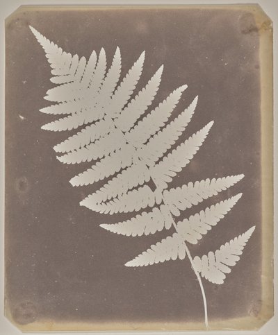 Fern by William Henry Fox Talbot