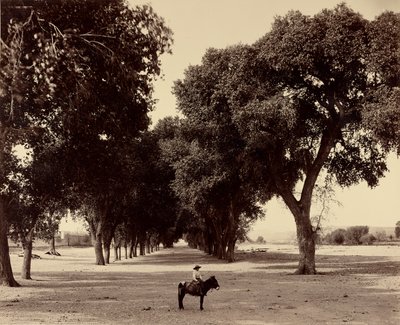 Calle de Guadeloupe, Chihuahua, Mexico by William Henry Jackson