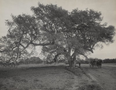 Oak Grove Near Pasadena, California by William Henry Jackson