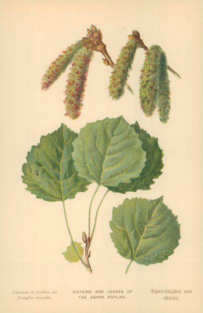 Catkins and Leaves of the Aspen Poplar by William Henry James Boot