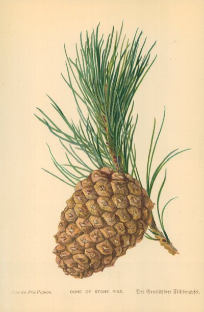 Cone of Stone Pine by William Henry James Boot