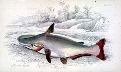 Plate 9 Hypothalmus Davalla from 