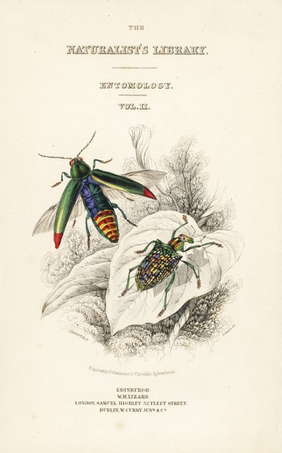 Title page with vignette of jewel beetle and patch-winged diamond beetle by William Home Lizars
