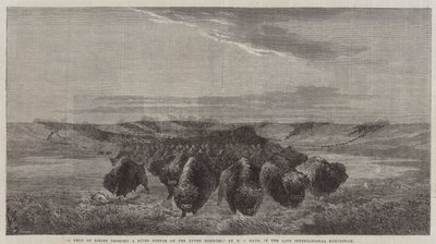 A Herd of Bisons crossing a River Bottom on the Upper Missouri, in the late International Exhibition by William Jacob, Sr. Hays