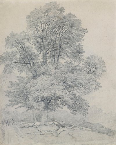 A Wych Elm at Hawley, Hampshire by William Mulready