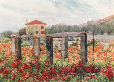 A Rose Garden, Bordighera by William Scott
