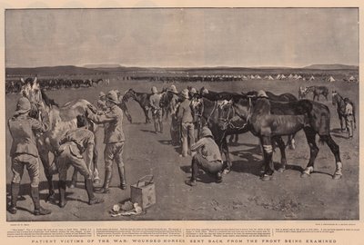 Patient Victims of the War, Wounded Horses Sent Back from the Front Being Examined by William Small