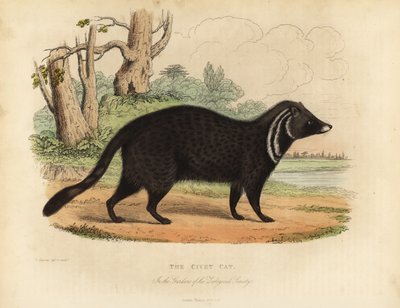 African civet, Civettictis civetta by William Smellie