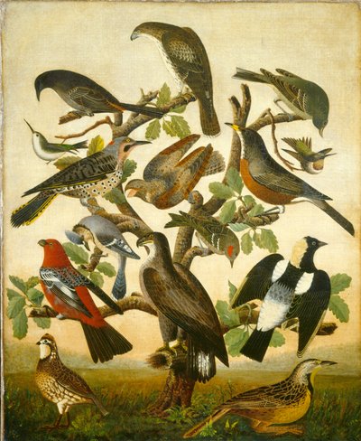 Birds by William Stephen Coleman